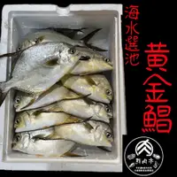 在飛比找iOPEN Mall優惠-台灣海水黃金鲳 (500克/尾) 紅杉魚 金鯧 金鯧魚 純海