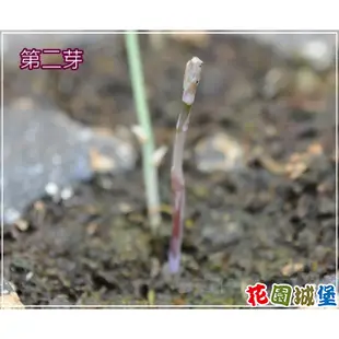 現貨-美國爭鮮  綠蘆筍種子 美國皇后甜紫蘆筍種子 【花園城堡】