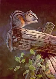 ACEO, ATC Limited Edition CHIPMUNK by Sharon Sharpe!!!