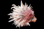 Sea shell - Spondylus reevi- 88mm- BEAUTIFUL SPINES!!!