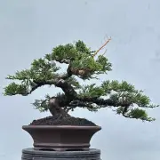 Bonsai tree || Juniperus Chinensis || Beautiful Bonsai || Bonsai life tree