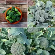 Broccoli - Umpqua seeds