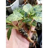 在飛比找蝦皮購物優惠-琉桑Dorstenia crispa／琉桑Dorstenia