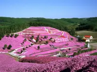 在飛比找雄獅旅遊優惠-玩樂369北海道旅遊｜芝櫻公園.鬱金香.旭山動物園.熱氣球.