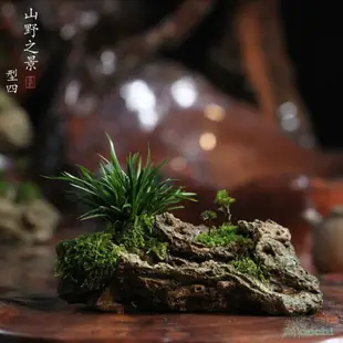 山野雅居狼尾蕨類菖蒲苔蘚盆景吸水石成品喜陰易養室內綠植送托盤