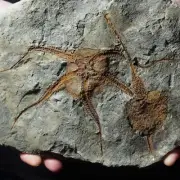 Very large 1.7kg Cystoid Starfish Ophiura sp. Fossil Morocco Ordovician