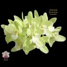 Cymbidium Orchid Clone tube MER3238 Sarah Jean 'Jennifer'