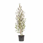 270mm Purple Hop Bush - Dodonaea viscosa Purpurea