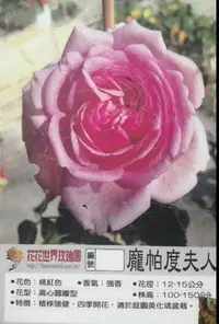 在飛比找Yahoo!奇摩拍賣優惠-花花世界_玫瑰苗--龐帕度夫人,Rose Pompadour