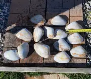 New England Jumbo Clam Shells (24) Revere Beach Ma. Special