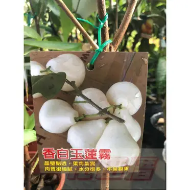 白玉蓮霧苗的價格推薦- 2026年05月|飛比價格