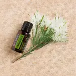 茶樹精油 TEA TREE DOTERRA 15ML 家庭必備精油 台灣公司正品貨