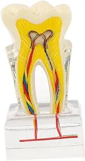 iplusmile Teaching Model Realistic Teeth Appearance Analysis Tool for Oral Education for Patient Communication and Training Teaching Model for All