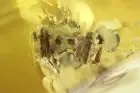 Nice Jumping Spider Salticidae. Fossil inclusion in Baltic amber #12860