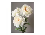Beautiful White Coral Peony Plant Canvas Print