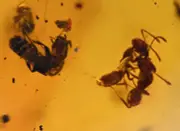 14g, Large Swarm of Ants, Fossil insect inclusion in Dominican Amber