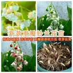 【新款重瓣 鈴蘭花苗】最新重瓣 比香水還香鈴蘭花 花卉綠植 多年生 耐寒 四季開花