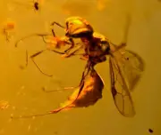 A101 BU1413 An Exceptional Trigonalyoidea in Burmese Amber Myanmar ~99mya