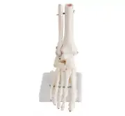 Human 1:1 Foot Bone Model Foot Sole Joints of Foot Ankle Tibia Fibula Foot Model