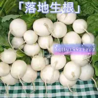 在飛比找蝦皮購物優惠-【落地生根】蔬菜種子 櫻桃蘿蔔種子 櫻桃小美人蘿蔔 白珍珠櫻