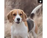 2023 Beagles - Square Wall Calendar