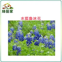 在飛比找Yahoo奇摩購物中心優惠-【綠藝家】H05.魯冰花(水藍色)種子30顆