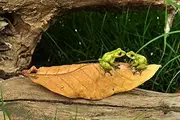 Top Collection Enchanted Story Garden Kissing Frogs on Leaf Outdoor Decor