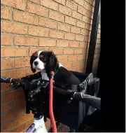 Bicycle Bike Front Carrier Basket for Small Medium 5KG Dog Cat Foldable Bag