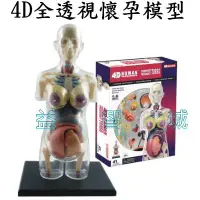 在飛比找蝦皮購物優惠-益智城《4D人體模型/4D人體器官模型/DIY模型/4D子宮