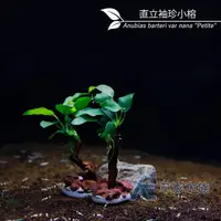 在飛比找蝦皮購物優惠-【AC草影】大王椰子樹【一棵】陰性水草 陰性草 水草造景 造