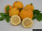 Bush Lemon Grafted Tree - Citrus &times; limon