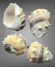 Melongena melongena 96.3 mm sea shell, Melongenidae, collectible shell
