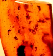 SWARM of Over 20 Flies in Burmite Amber Fossil Gemstone from Dinosaur Age