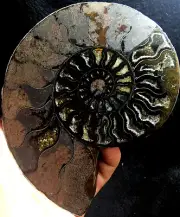 275g Rare Black Half of Split Ammonite Fossil Specimen Shell Healing Madagascar