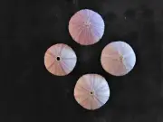 FOUR (4) 1 to 3" PURPLE SEA URCHINS SEA SHELL BEACH DECOR NAUTICAL TROPICAL