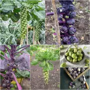 Brussels Sprouts seeds - Assorted 2 Packs