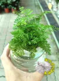 在飛比找樂天市場購物網優惠-[請先詢問,確認有沒有貨!] [水耕兔腳蕨盆栽 ] 專利玻璃