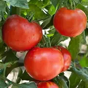 Tomato Grosse Lisse 30 Seeds Vegetable Garden Sweet Easy Grow
