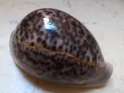 Cypraea pantherina 91.5mm F++++ gem shell stunning red sea natural glossy