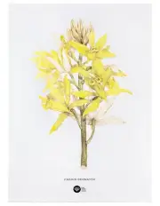 [Maxwell & Williams] Royal Botanic Gardens Australian Orchids Tea Towel 50x70cm in Yellow