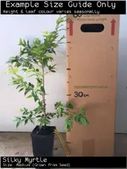 Silky Myrtle Tree (Decaspermum humile)