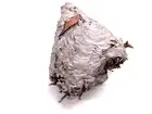 NATURAL PAPER WASP BEE HORNET HIVE NEST ON BRANCH, approx. 12" x 10" x 10"