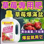 特價【▽臺灣爆款】正品質保 超濃縮草莓營養液 草莓專用肥 家用盆栽爆盆專用 促花促果生長 坐果期有機液肥通用型