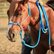 Lot OF 6 PC New Rope Halter Control Head control collar Natural Horsemanship F/S