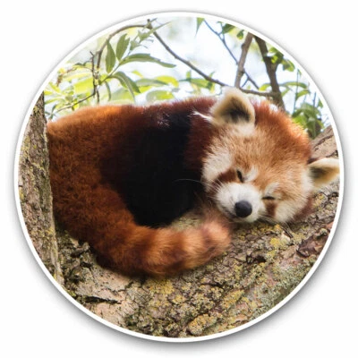 2 x Vinyl Stickers 30cm - Beautiful Lesser Red Panda Cool Gift #14217