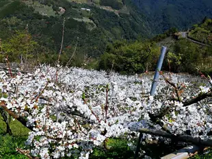 復興區的4臥室獨棟住宅 - 158平方公尺/5間專用衛浴