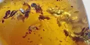 SWARM DOZENS Mosquito Wasp Beetle + More 99MYO Burmite Amber Fossil Bug RARE!