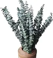 Tuperoymse 10Pack Natural Dried Eucalyptus Bundle,Preserved Eucalyptus Branches for Flower Arrangements Wedding Home Decor
