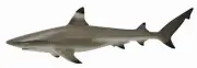 NEW CollectA 88726 Black Tip Shark Model 11.4cm - Sealife Ocean
