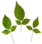 Fresh Ready to Use Bilva Leaves Bel Patra Leaves for Lord Shiv Pooja (Green & Fresh) Pack of 108 Triplets (1 Triplet = 108 Leaves), S